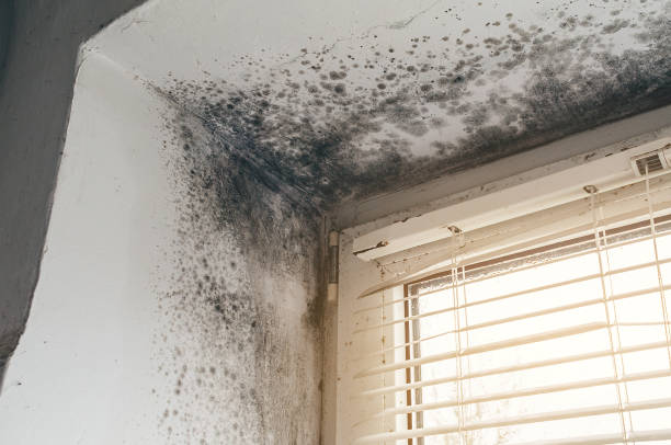 Trusted Basement Mold Remediation service in Central City, KY - Cheap Mold Removal