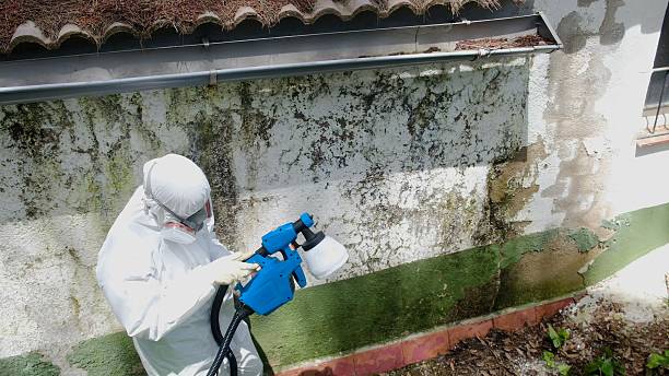 Trusted Mold Removal service in Central City, KY - Cheap Mold Removal